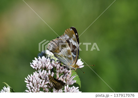 吸蜜するメスグロヒョウモンの雌（北海道・層雲峡） 137917076