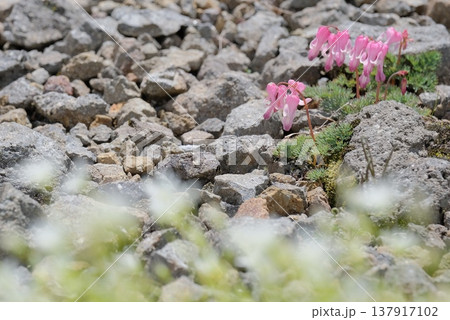 前ボケ越しに咲くコマクサの高山植物 前ボケ越しに咲くコマクサの高山植物 137917102