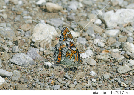 吸水するオオイチモンジの雄（北海道・津別町） 137917163