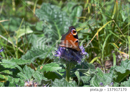 ウスユキトウヒレンの吸蜜をするクジャクチョウ（北海道・大雪山） 137917170