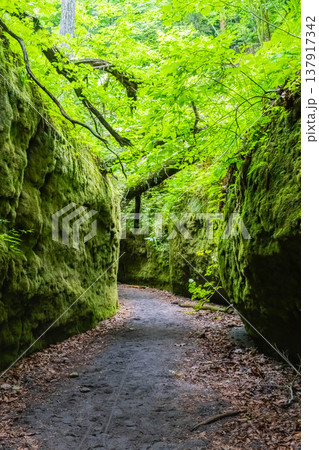 苔の回廊 苔の回廊 137917342