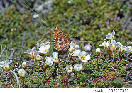 イワウメの吸蜜をするアサヒヒョウモン(北海道・大雪山) イワウメの吸蜜をするアサヒヒョウモン(北海道・大雪山) 137917350