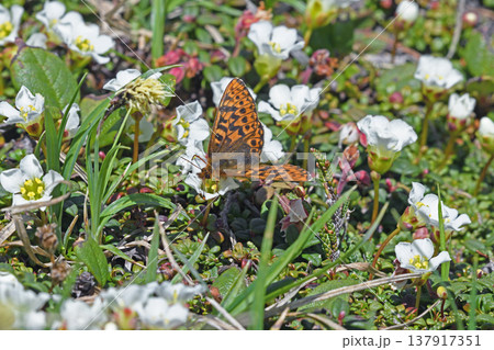 イワウメの吸蜜をするアサヒヒョウモンの雌(北海道・大雪山) イワウメの吸蜜をするアサヒヒョウモンの雌(北海道・大雪山) 137917351