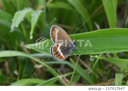 シロオビヒメヒカゲの雄（北海道・知床） 137917647