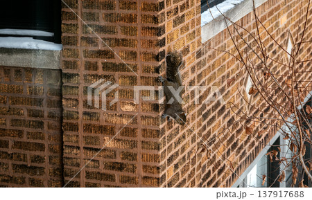 Squirrel on a brick wall. Squirrel on a brick wall. 137917688