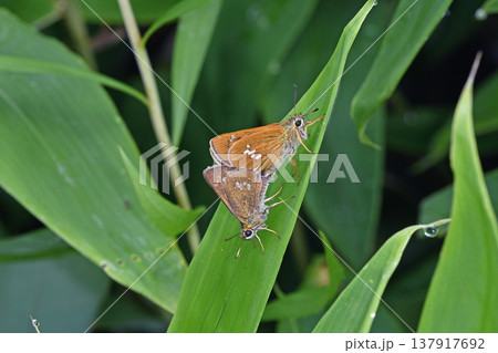 オオチャバネセセリの交尾（北海道・鶴居村） 137917692