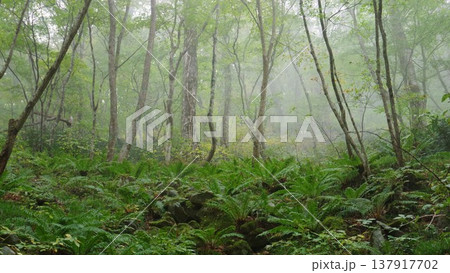 【谷川岳】一ノ倉沢ハイキングコースで撮影した霧雨のブナ林 137917702
