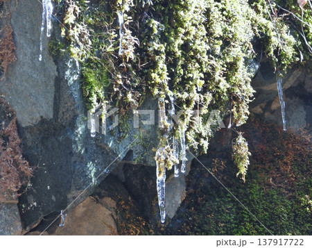 岩壁に生えた苔からの氷柱 岩壁に生えた苔からの氷柱 137917722