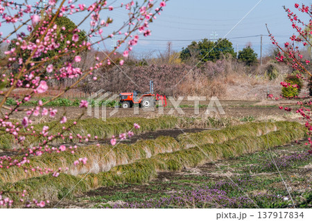 花桃とトラクター 137917834