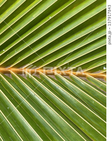 Vivid Green Botanical Design. Closeup Of Tropical Palm Leaf With Striking Color Contrasts And Textures Vivid Green Botanical Design. Closeup Of Tropical Palm Leaf With Striking Color Contrasts And Textures 137917843