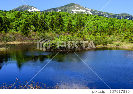 八甲田　初夏の絶景　睡蓮沼と大岳 137917859