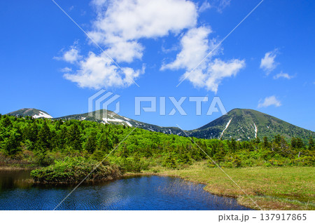 八甲田　初夏の絶景　睡蓮沼と高田大岳　青森県 137917865
