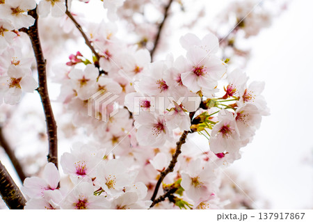 河川敷に映える桜 河川敷に映える桜 137917867