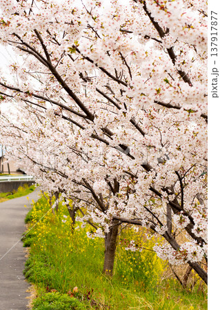 河川敷に映える桜 河川敷に映える桜 137917877