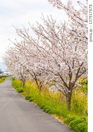 河川敷に映える桜 河川敷に映える桜 137917878