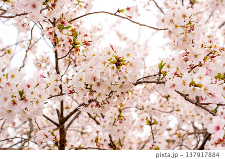 河川敷に映える桜 河川敷に映える桜 137917884