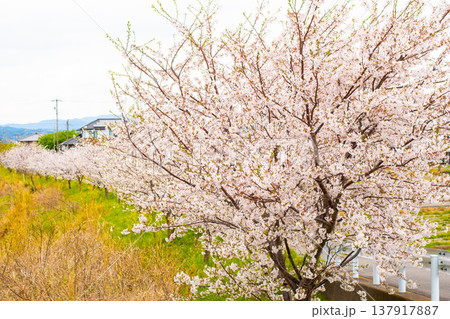 河川敷に映える桜 河川敷に映える桜 137917887