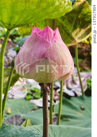 Close up pink color fresh lotus blossom  137917904