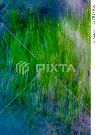 水草 137917916