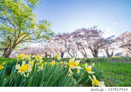 「岩手県」満開の桜咲く北上展勝地　北上市 137917934