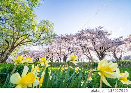「岩手県」満開の桜咲く北上展勝地 北上市 「岩手県」満開の桜咲く北上展勝地 北上市 137917936