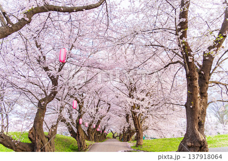 「岩手県」満開の桜咲く北上展勝地 北上市 「岩手県」満開の桜咲く北上展勝地 北上市 137918064