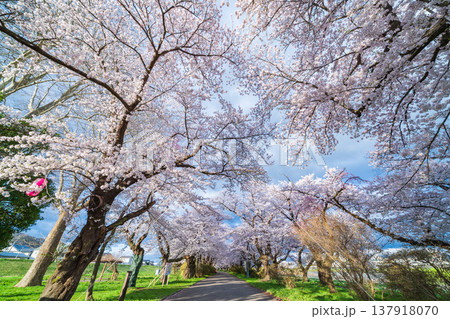「岩手県」満開の桜咲く北上展勝地　北上市 137918070