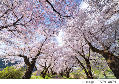 「岩手県」満開の桜咲く北上展勝地 北上市 「岩手県」満開の桜咲く北上展勝地 北上市 137918074