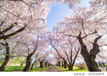 「岩手県」満開の桜咲く北上展勝地 北上市 「岩手県」満開の桜咲く北上展勝地 北上市 137918076