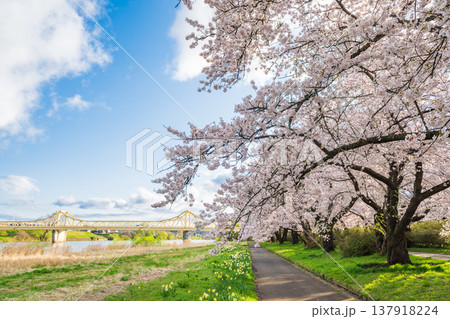 「岩手県」満開の桜咲く北上展勝地 北上市 「岩手県」満開の桜咲く北上展勝地 北上市 137918224