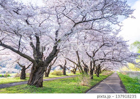 「岩手県」満開の桜咲く北上展勝地 北上市 「岩手県」満開の桜咲く北上展勝地 北上市 137918235