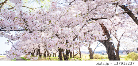 「岩手県」満開の桜咲く北上展勝地　北上市 137918237