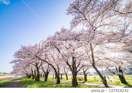 「岩手県」満開の桜咲く北上展勝地 北上市 「岩手県」満開の桜咲く北上展勝地 北上市 137918242