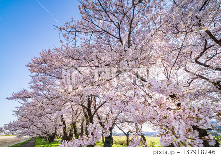 「岩手県」満開の桜咲く北上展勝地 北上市 「岩手県」満開の桜咲く北上展勝地 北上市 137918246