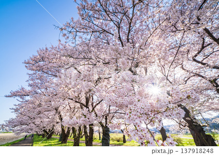 「岩手県」満開の桜咲く北上展勝地　北上市 137918248