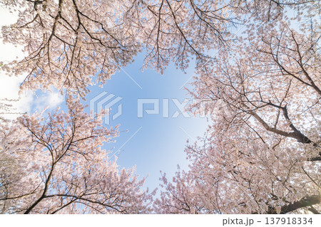 「岩手県」満開の桜咲く北上展勝地　北上市 137918334