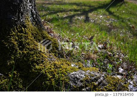 苔の生えた倒木 苔の生えた倒木 137918450