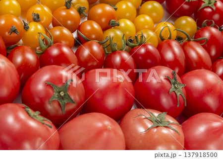 カラフルなミニトマトと大玉トマトの盛り合わせ 水滴つき 新鮮な赤・黄・オレンジの完熟トマト素材 137918500