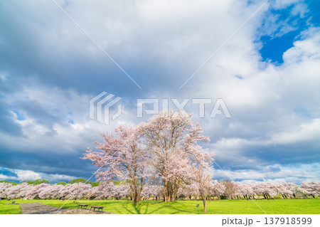 「岩手県」北上展勝地 公園に佇む一本桜 北上市 「岩手県」北上展勝地 公園に佇む一本桜 北上市 137918599