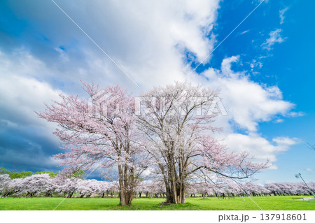 「岩手県」北上展勝地 公園に佇む一本桜 北上市 「岩手県」北上展勝地 公園に佇む一本桜 北上市 137918601