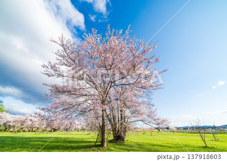 「岩手県」北上展勝地　公園に佇む一本桜　北上市 137918603