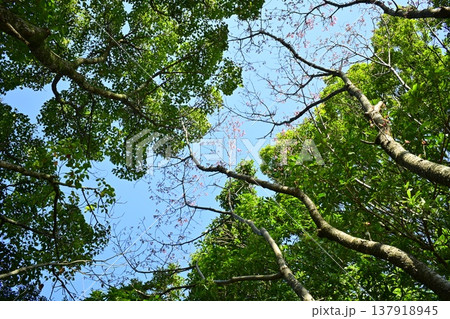 空に伸びる木 137918945