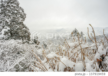雪（高尾山薬王院） 137919459