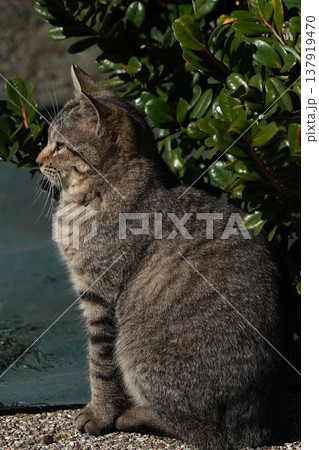 ひなたぼっこで眠そうなネコ ひなたぼっこで眠そうなネコ 137919470