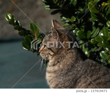 ひなたぼっこで眠そうなネコ ひなたぼっこで眠そうなネコ 137919471