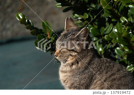 ひなたぼっこで眠そうなネコ ひなたぼっこで眠そうなネコ 137919472