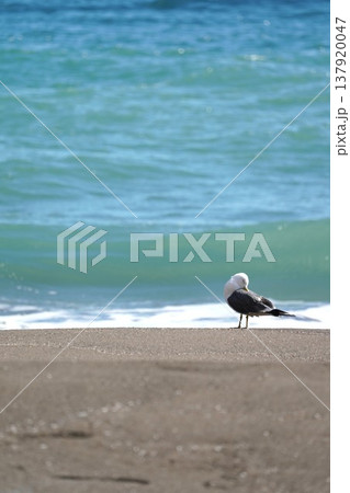 砂浜に佇むウミネコ 137920047
