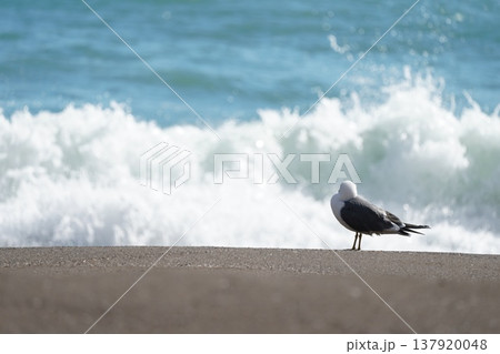 砂浜に佇むウミネコ 137920048