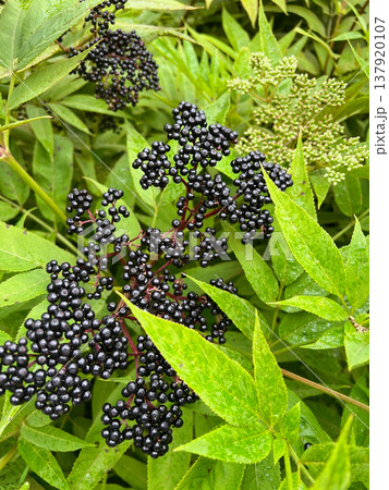 Elderberries grow in the mountains of Sochi. 137920107