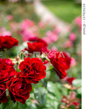 群生して咲く満開の小さな赤いバラ 群生して咲く満開の小さな赤いバラ 137920228